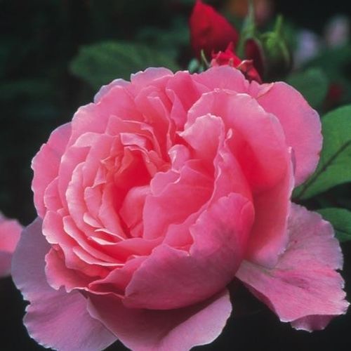E-commerce, vendita, rose, in, vaso rose inglesi - rosa - Rosa Ausglobe - rosa intensamente profumata - David Austin - ,-
